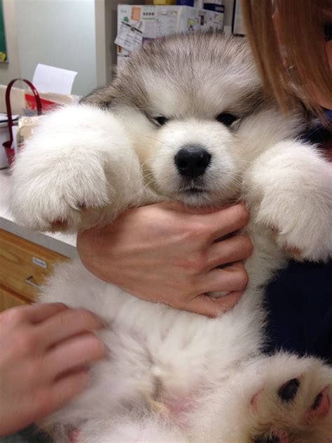 Fluffy Malamute Puppy | Bored Panda