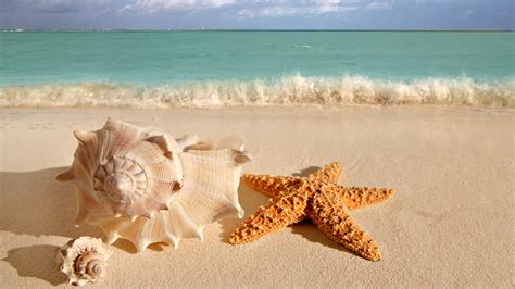 Beach seashells wallpaper | 1920x1080 | #29248