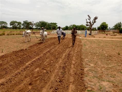 Sasakawa Nigeria On Twitter Regenerativeagriculture During The