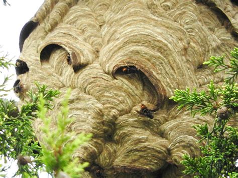 Giant Asian Hornet Invasion Terror As Britain’s First ‘pumpkin Sized’ Nest Spotted Daily Star