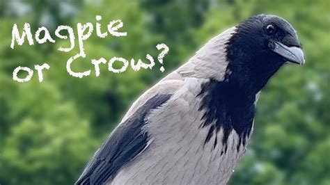 Crow Or Magpie Youtube