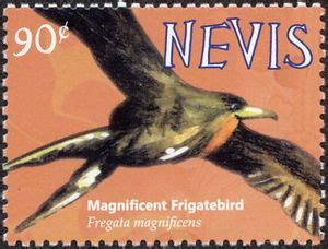 Stamp Magnificent Frigatebird Fregata Magnificens Nevis Nevis Birds