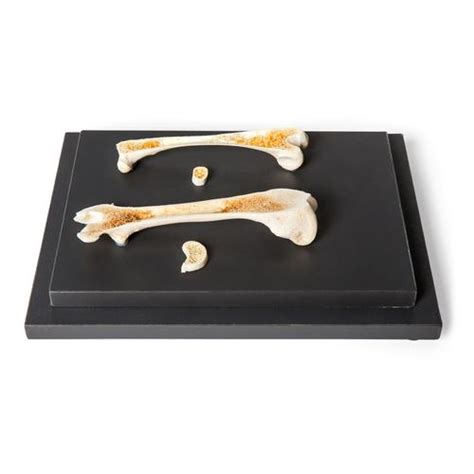 Structure of a Bird and a Mammal Bone, Specimen - 1021045 - T30053 - Comparative Anatomy - 3B ...