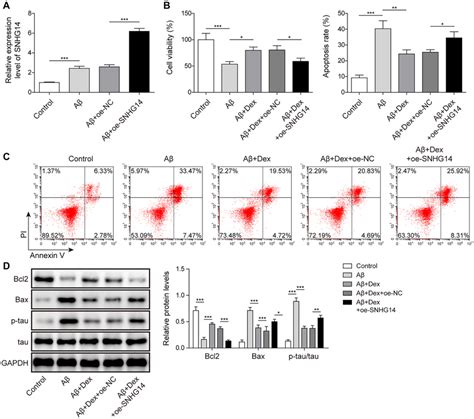 Lncrna Snhg Overexpression Reversed The Inhibitory Effect Of Dex On