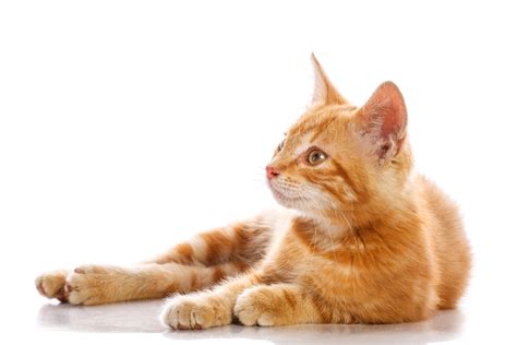 413 Ginger Cat Names for Your New Orange Kitten - Name This Cat - The ...