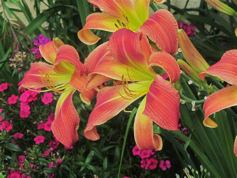 Very Large Daylily Day Lilies Dream Garden Flower Garden