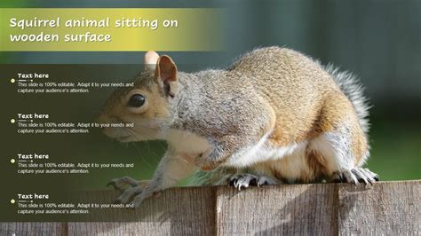 Squirrel Images Powerpoint Ppt Template Bundles