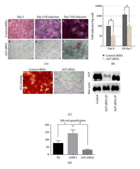 Effect Of Alkaline Phosphatase Alp Gene Silencing By Small Download Scientific Diagram