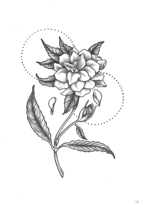 Gardenia Flower Drawing at PaintingValley.com | Explore collection of ...