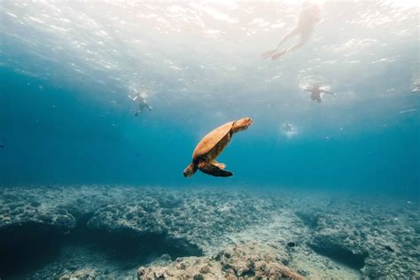 Oahu Waikiki Turtle Snorkeling Adventure GetYourGuide