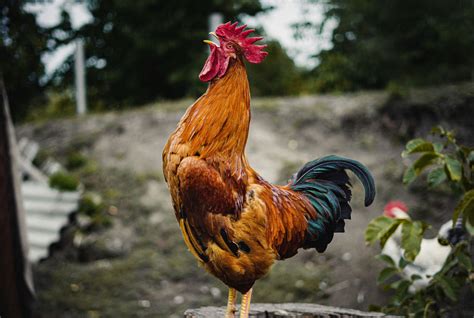 Pourquoi Le Coq Chante Le Matin Recette Mamie Et Papi