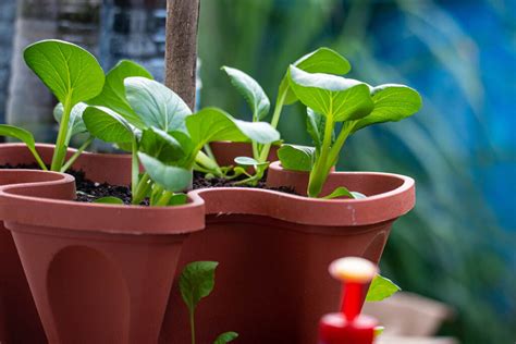 Tips For Growing Peas In Containers Gardeners Path