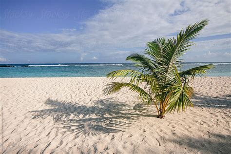 Palm Tree On Beach Of Tropical Island By Stocksy Contributor