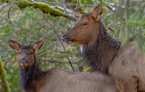 Roosevelt Elk Vancouver Island Christy Grinton Flickr