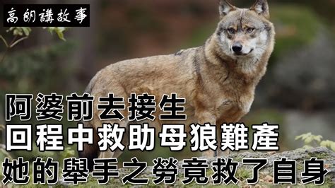 民間故事：阿婆前去接生，回程中救助母狼難產，她的舉手之勞竟救了自身。｜高朗講故事 Youtube