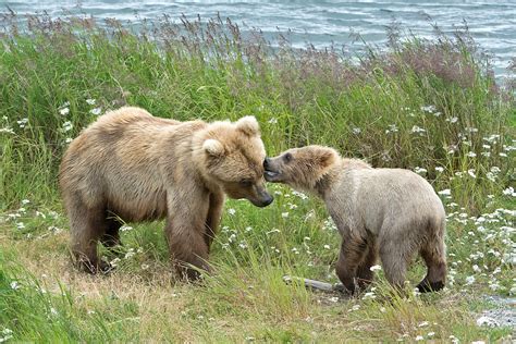 Katmai_Bears_2016__DSC6458 Sow and cub. lower river - Bonnie Flamer Photography | Bonnie Flamer ...