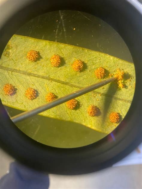 spores under a microscope | Things under a microscope, Watermelon, Fruit