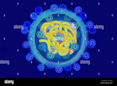 Hepatitis C Drawing Hi Res Stock Photography And Images Alamy