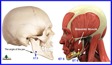 Stomach 5 And Stomach 6 Acupressure Points On The Jaw Big Tree School