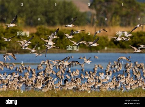 Bar tailed godwit flight zealand hi-res stock photography and images ...