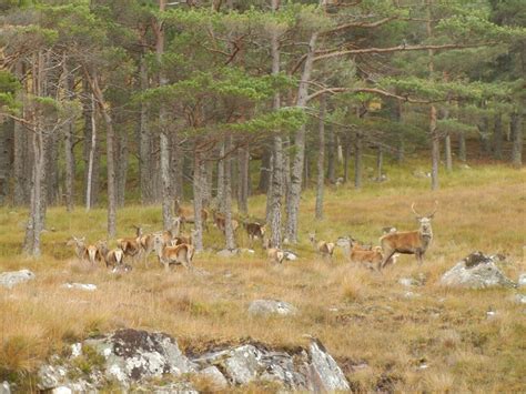 Cairnmuir Caravans Lairg Self Catering Visitscotland