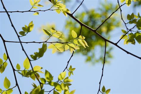 Branches And Leaves Of Chinese Hackberry Nettle Tree Celtis Sinensis