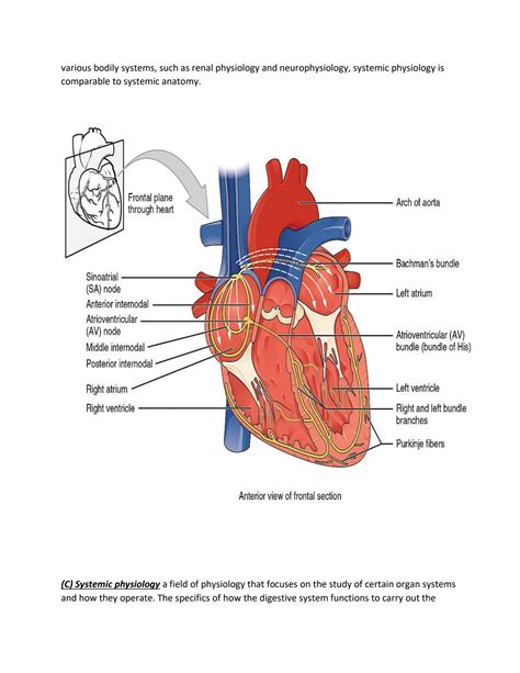 SOLUTION: Anatomy & Physiology Overview - Studypool