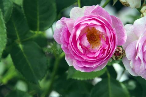 Flower Of A Rose In The Guldemondplantsoen In Boskoop Of The Type