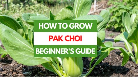 How To Grow Pak Choi A Beginner S Guide Gardening Eats