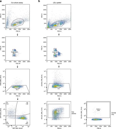 Gating strategy for flow cytometry experiments Gating strategies for... | Download Scientific ...