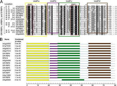 An RNA Recognition Motif Containing Protein Is Required For Plastid RNA