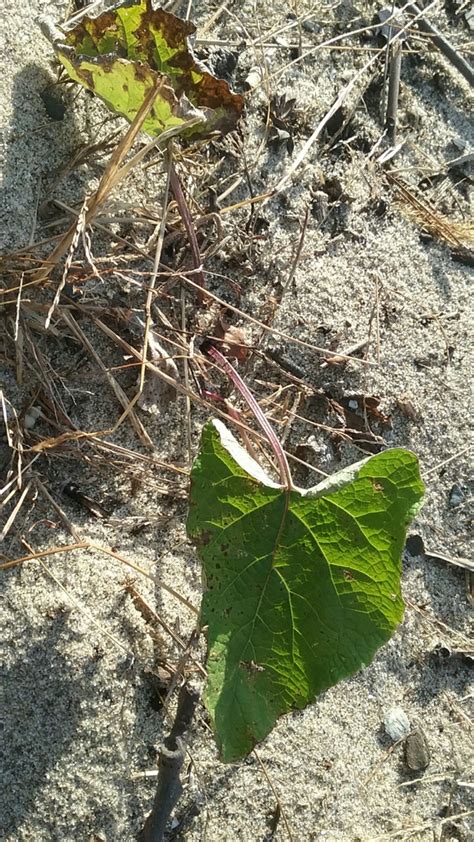 Colt S Foot From New North End Burlington Vt Usa On November