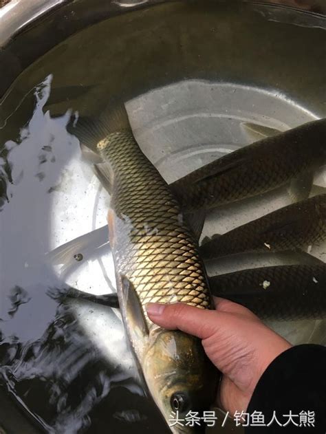 九一八魚餌別人能釣到很多魚，但是為啥我釣不到？ 每日頭條