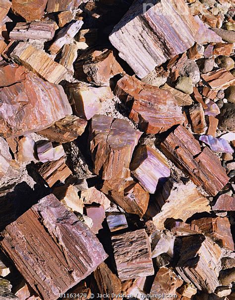 Stock Photo Of Petrified Log Sections Showing Crystallisation