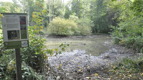 Biber Familie Gr Bt Dem Schlossweiher Das Wasser Ab