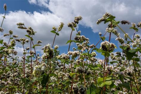 Premium Photo Field Of White Buckwheat Flowers