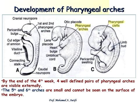 Development Of Pharyngeal Apparatus