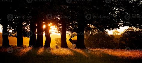 Sunrise silhouette 1326151 Stock Photo at Vecteezy