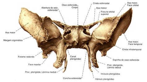 Neurocr Nio Frontal Parietal Occipital Temporal Esfenoide E