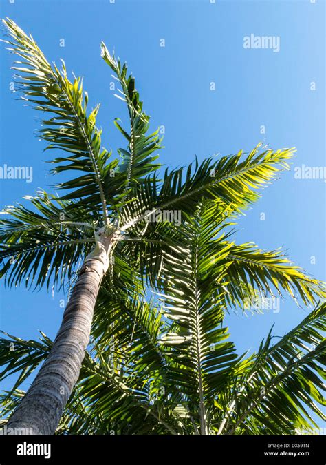 Palm Trees, Florida Stock Photo - Alamy