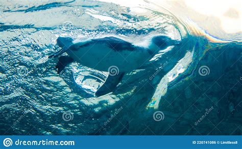 .Penguins Swimming Underwater Photos Stock Photo - Image of beautiful ...