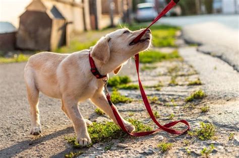 Influencia De La Personalidad Del Cachorro En Su Comportamiento Canino