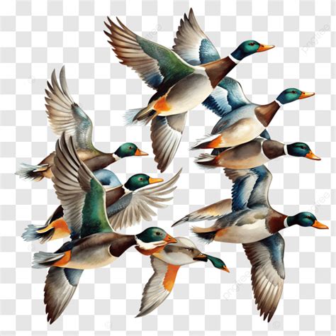 Flying Mallard Ducks Clip Art Illustration Flying Ducks Clipart