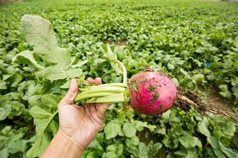 RÁBANOS Cómo Sembrar y Cultivar Guía Práctica