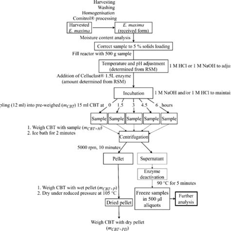 Experimental Protocol For Enzymatic Extraction Of Polysaccharides From Download Scientific