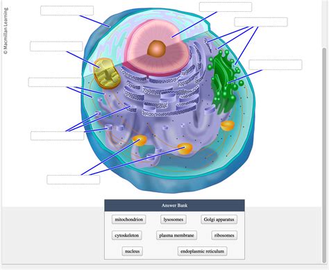 Solved A Eukaryotic Cell Contains Many Compartmentalized Chegg