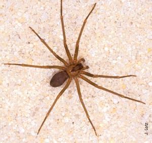 Venomous Spiders in Florida: A Danger to Humans – Nature Blog Network