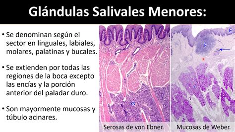 Glandulas Salivales