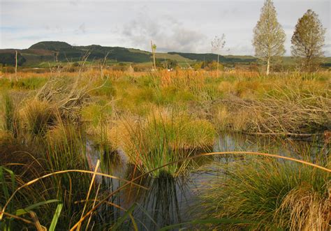 Wetland Walks Visit Wetlands National Wetland Trust Of New Zealand