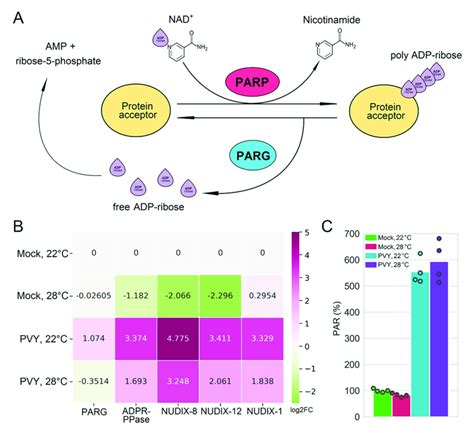 Poly ADP Ribose Metabolism And Susceptibility Of Chicago Plants To